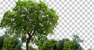 عکس دوربری شده درخت tree PNG picture