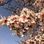 عکس با کیفیت گل های بهاری+بهار بادام