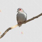 تصویر با کیفیت دوربری شده پرنده روی شاخه bird on tree